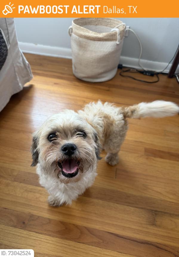 Found/Stray Male Dog last seen Unsure, Dallas, TX 75219