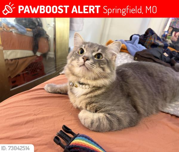 Lost Male Cat last seen Washita and Weaver behind Enterprise, Springfield, MO 65807
