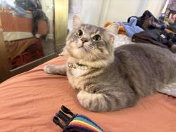 Lost Male Cat last seen Washita and Weaver behind Enterprise, Springfield, MO 65807