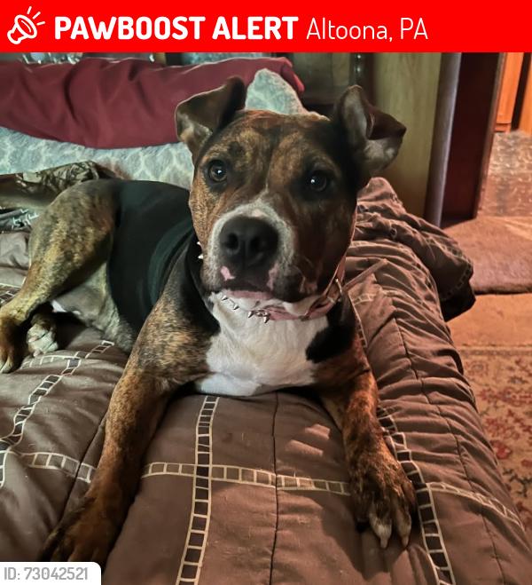 Lost Female Dog last seen 1st street and Howard Ave, Altoona, PA 16601