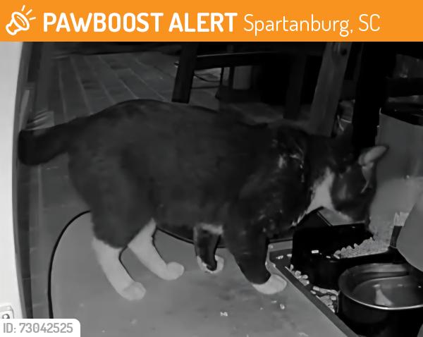 Found/Stray Unknown Cat last seen Reidville road, Spartanburg, SC 29301