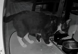 Found/Stray Unknown Cat last seen Reidville road, Spartanburg, SC 29301