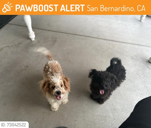Found/Stray Unknown Dog last seen Marshall and H st, San Bernardino, CA 92405