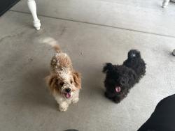 Found/Stray Unknown Dog last seen Marshall and H st, San Bernardino, CA 92405