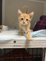 Shelter Stray Male Cat last seen 67, City of Alvarado, TX, 602 S Pkwy Dr, Alvarado, TX 76009, USA