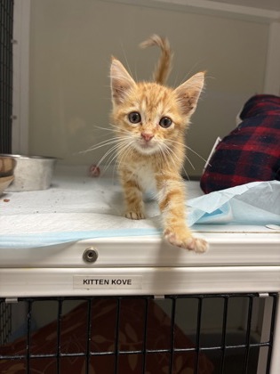 Shelter Stray Male Cat last seen 67, City of Alvarado, TX, 602 S Pkwy Dr, Alvarado, TX 76009, USA