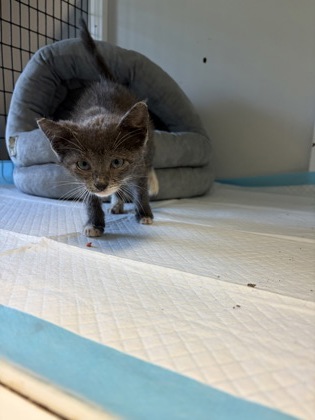 Shelter Stray Female Cat last seen 67, City of Alvarado, TX, 602 S Pkwy Dr, Alvarado, TX 76009, USA