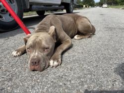 Shelter Stray Male Dog last seen Near Fairlane Ave, South District, TX, 355 Hillshire Dr, Haslet, TX 76052, USA