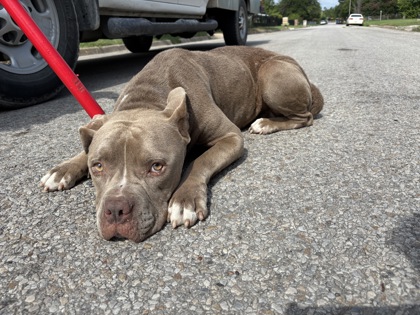 Shelter Stray Male Dog last seen Near Fairlane Ave, South District, TX, 355 Hillshire Dr, Haslet, TX 76052, USA