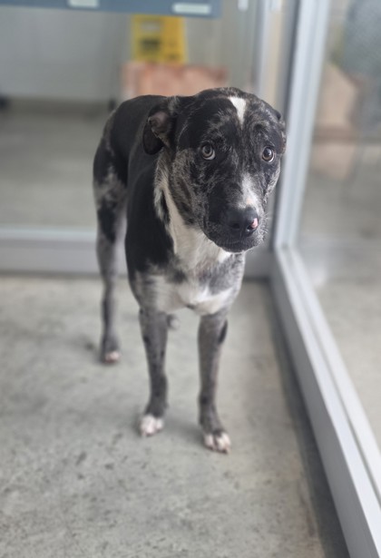 Shelter Stray Male Dog last seen Near Overton Ridge Blvd, South District, TX, 355 Hillshire Dr, Haslet, TX 76052, USA