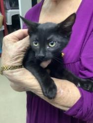 Shelter Stray Male Cat last seen Near Chauncery Pl, West District, TX, 355 Hillshire Dr, Haslet, TX 76052, USA