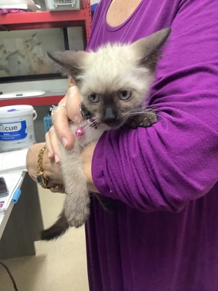 Shelter Stray Female Cat last seen Near Chauncery Pl, West District, TX, 355 Hillshire Dr, Haslet, TX 76052, USA