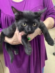 Shelter Stray Male Cat last seen Near Chauncery Pl, West District, TX, 355 Hillshire Dr, Haslet, TX 76052, USA