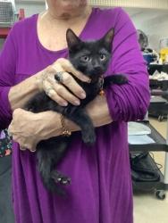 Shelter Stray Female Cat last seen Near Chauncery Pl, West District, TX, 355 Hillshire Dr, Haslet, TX 76052, USA