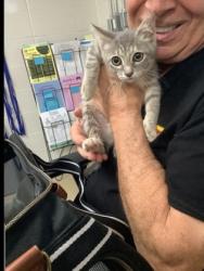 Shelter Stray Female Cat last seen Near Chauncery Pl, West District, TX, 355 Hillshire Dr, Haslet, TX 76052, USA