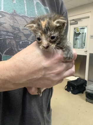 Shelter Stray Female Cat last seen Near Chauncery Pl, West District, TX, 355 Hillshire Dr, Haslet, TX 76052, USA