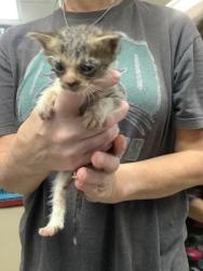 Shelter Stray Male Cat last seen Near Chauncery Pl, West District, TX, 355 Hillshire Dr, Haslet, TX 76052, USA