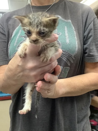 Shelter Stray Male Cat last seen Near Chauncery Pl, West District, TX, 355 Hillshire Dr, Haslet, TX 76052, USA