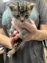 Shelter Stray Male Cat last seen Near Chauncery Pl, West District, TX, 355 Hillshire Dr, Haslet, TX 76052, USA