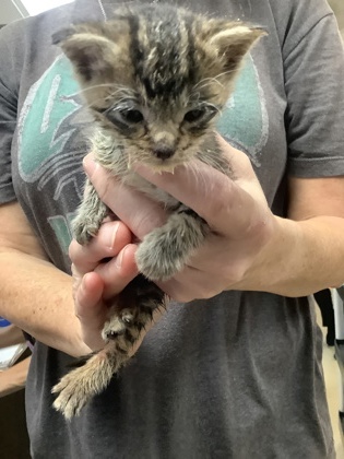 Shelter Stray Male Cat last seen Near Chauncery Pl, West District, TX, 355 Hillshire Dr, Haslet, TX 76052, USA