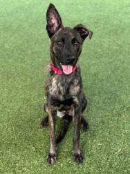 Shelter Stray Female Dog last seen Near Arbodale Way, County/Unicorporated, NC, 1491 Business Park Ct, Gastonia, NC 28052, USA