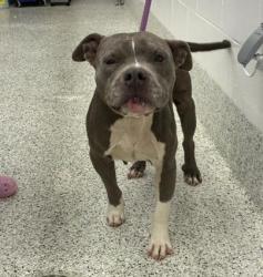 Shelter Stray Female Dog last seen Near UNION ST, Union City, GA, 1251 Fulton Industrial Blvd NW, Atlanta, GA 30336, USA