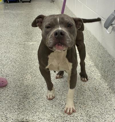 Shelter Stray Female Dog last seen Near UNION ST, Union City, GA, 1251 Fulton Industrial Blvd NW, Atlanta, GA 30336, USA
