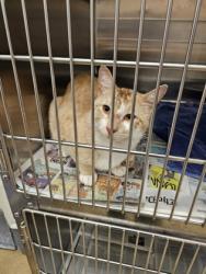 Shelter Stray Male Cat last seen Near blk of E Little St, Duncanville, TX, 1150 E Pleasant Run Rd, Cedar Hill, TX 75104, USA