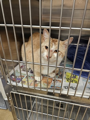 Shelter Stray Male Cat last seen Near blk of E Little St, Duncanville, TX, 1150 E Pleasant Run Rd, Cedar Hill, TX 75104, USA