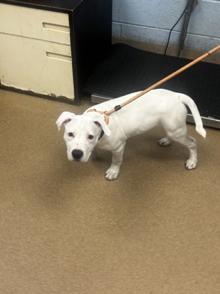 Shelter Stray Male Dog last seen Near New Peachtree Rd, Chamblee, GA 30341, 30341, GA, 3280 Chamblee Dunwoody Rd, Chamblee, GA 30341, USA