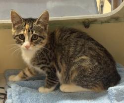 Shelter Stray Female Cat last seen Near Pearl Ln, Atlanta, GA 30341, 30341, GA, 3280 Chamblee Dunwoody Rd, Chamblee, GA 30341, USA