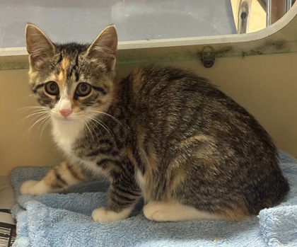 Shelter Stray Female Cat last seen Near Pearl Ln, Atlanta, GA 30341, 30341, GA, 3280 Chamblee Dunwoody Rd, Chamblee, GA 30341, USA