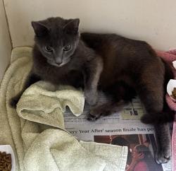 Shelter Stray Female Cat last seen Near evanns rd atlanta ga 30340, 30340, GA, 3280 Chamblee Dunwoody Rd, Chamblee, GA 30341, USA