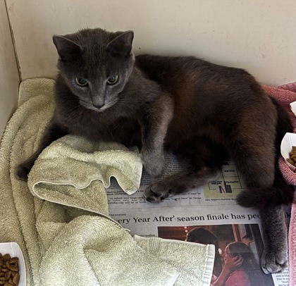Shelter Stray Female Cat last seen Near evanns rd atlanta ga 30340, 30340, GA, 3280 Chamblee Dunwoody Rd, Chamblee, GA 30341, USA