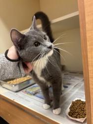 Shelter Stray Female Cat last seen Near evanns rd atlanta ga 30340, 30340, GA, 3280 Chamblee Dunwoody Rd, Chamblee, GA 30341, USA