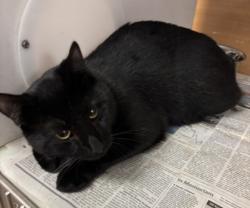 Shelter Stray Male Cat last seen Near evanns rd atlanta ga 30340, 30340, GA, 3280 Chamblee Dunwoody Rd, Chamblee, GA 30341, USA
