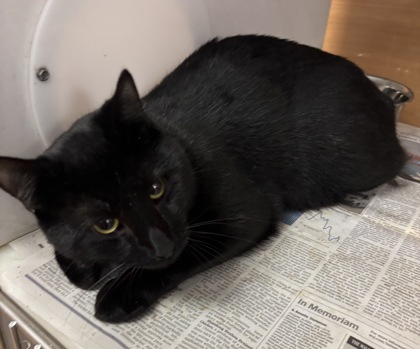 Shelter Stray Male Cat last seen Near evanns rd atlanta ga 30340, 30340, GA, 3280 Chamblee Dunwoody Rd, Chamblee, GA 30341, USA