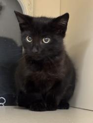 Shelter Stray Female Cat last seen Near Northern Avenue, Avondale Estates, GA, 30002, 30002, GA, 3280 Chamblee Dunwoody Rd, Chamblee, GA 30341, USA
