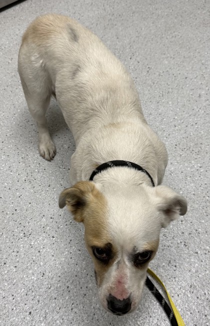 Shelter Stray Female Dog last seen Near foothill blvd, Oakland, CA, 1101 29th Ave, Oakland, CA 94601, USA