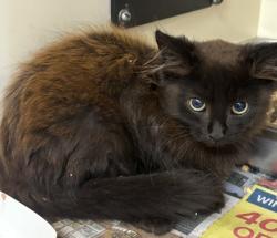 Shelter Stray Male Cat last seen Near Northern Avenue, Avondale Estates, GA, 30002, 30002, GA, 3280 Chamblee Dunwoody Rd, Chamblee, GA 30341, USA