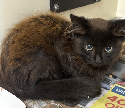 Shelter Stray Male Cat last seen Near Northern Avenue, Avondale Estates, GA, 30002, 30002, GA, 3280 Chamblee Dunwoody Rd, Chamblee, GA 30341, USA