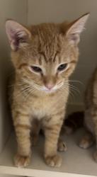Shelter Stray Male Cat last seen Near Clairmont Road, Atlanta 30329, 30329, GA, 3280 Chamblee Dunwoody Rd, Chamblee, GA 30341, USA