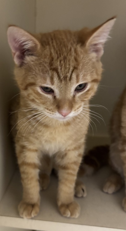 Shelter Stray Male Cat last seen Near Clairmont Road, Atlanta 30329, 30329, GA, 3280 Chamblee Dunwoody Rd, Chamblee, GA 30341, USA