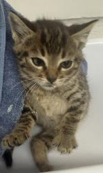 Shelter Stray Female Cat last seen Bancroft  84th, Oakland, CA, 1101 29th Ave, Oakland, CA 94601, USA