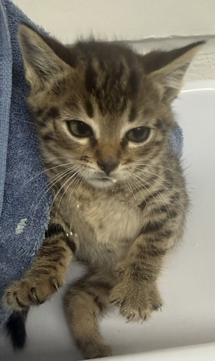 Shelter Stray Female Cat last seen Bancroft  84th, Oakland, CA, 1101 29th Ave, Oakland, CA 94601, USA