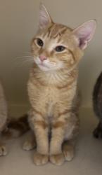 Shelter Stray Female Cat last seen Near Clairmont Road, Atlanta 30329, 30329, GA, 3280 Chamblee Dunwoody Rd, Chamblee, GA 30341, USA