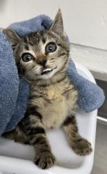 Shelter Stray Female Cat last seen Bancroft  84th, Oakland, CA, 1101 29th Ave, Oakland, CA 94601, USA