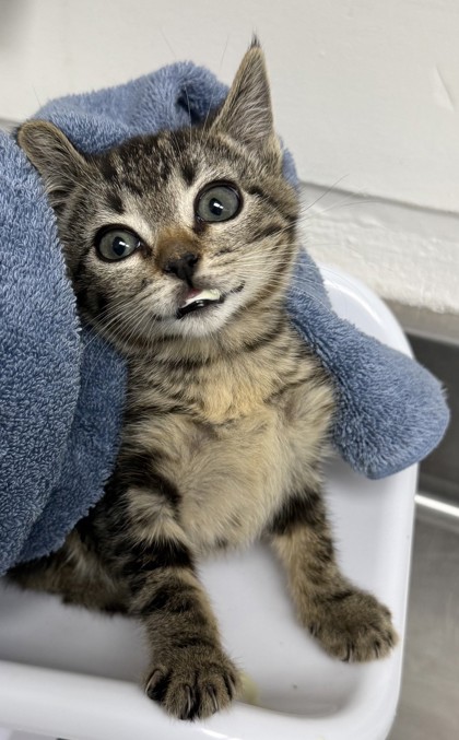 Shelter Stray Female Cat last seen Bancroft  84th, Oakland, CA, 1101 29th Ave, Oakland, CA 94601, USA