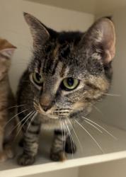 Shelter Stray Female Cat last seen Near Clairmont Road, Atlanta 30329, 30329, GA, 3280 Chamblee Dunwoody Rd, Chamblee, GA 30341, USA