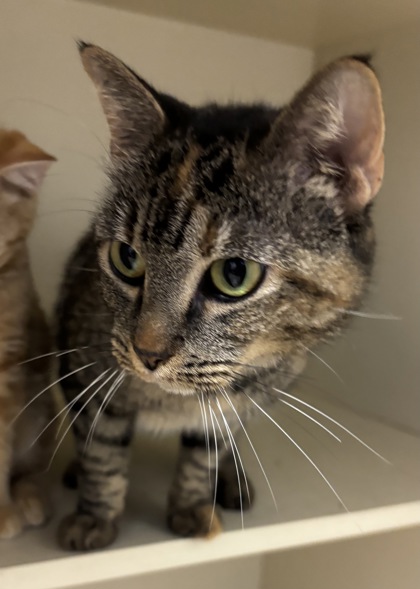 Shelter Stray Female Cat last seen Near Clairmont Road, Atlanta 30329, 30329, GA, 3280 Chamblee Dunwoody Rd, Chamblee, GA 30341, USA